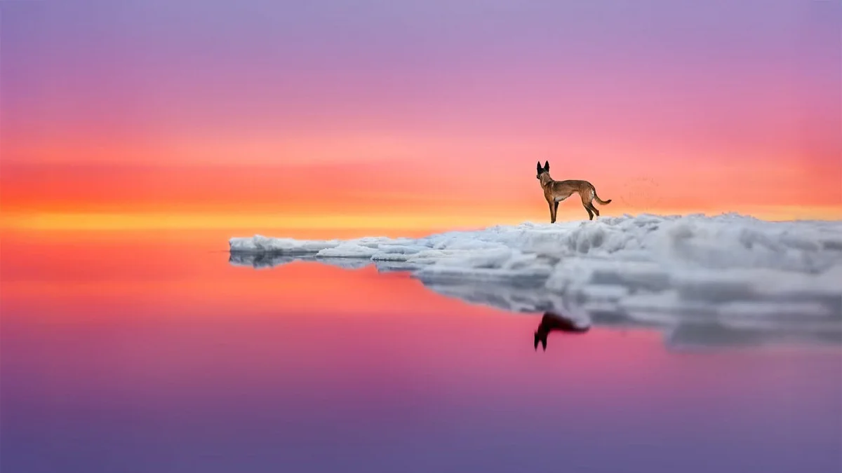 Anne-Laurie Léger won an honourable mention in the 2024 International Dog Photography Awards with photo